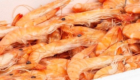 crevettes roses cuites